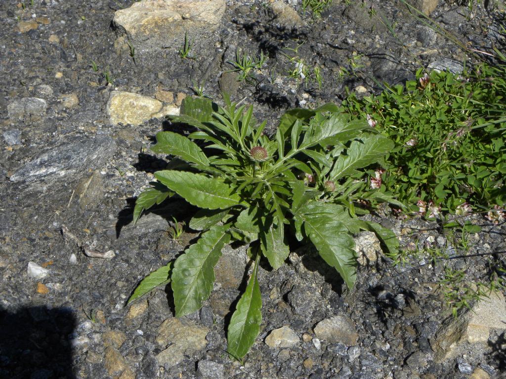 Scabiosa lucida (Caprifoliaceae)